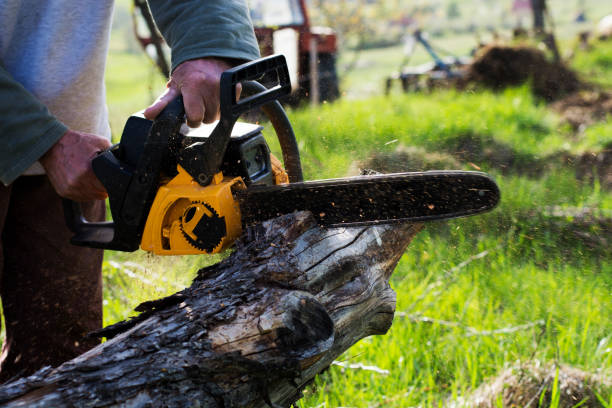 How Our Tree Care Process Works  in  Chula Vista, CA